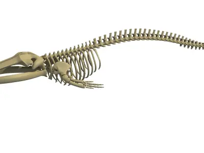 Finback Herring Whale Skeleton 3D model