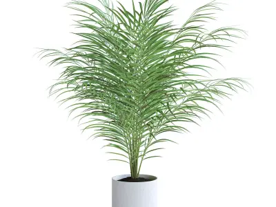 Areca Palm II 3D model