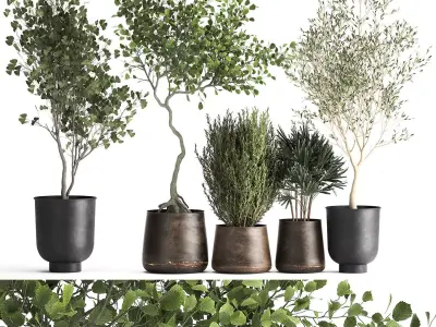 Houseplants in a flowerpot for the interior 1030 3D model