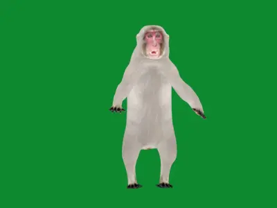 Snow Monkey Japanese Macaque Low-poly 3D model