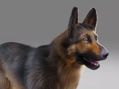 Fur German Shepherd No Rigged Low-poly 3D model