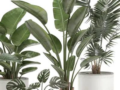 Decorative plants for the interior in white pots 557 3D model