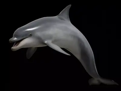 Bottlenose dolphin Low-poly 3D model