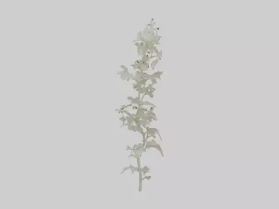 Whitebryony Model Low-poly 3D model