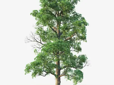 White Oak Set 3D model