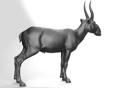 Saiga - TPose 3D model