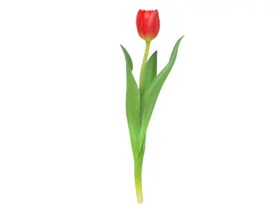 Tulip red 3D model