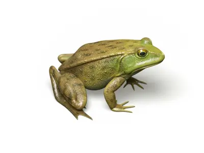 Lake Frog Low-poly 3D model