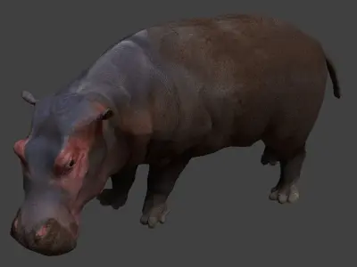 Hippopotamus Low-poly 3D model