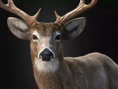 Deer Animal Low-poly 3D model