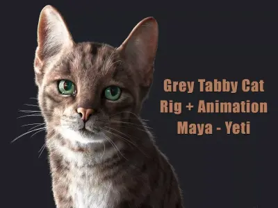 Cat Grey Tabby ANIMATED  YETI version 3D model