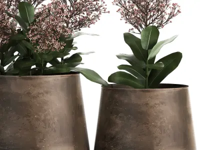 Skimmia in a flowerpot for the interior 944 3D model