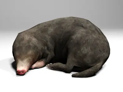 Mole Rigged Low-poly 3D model