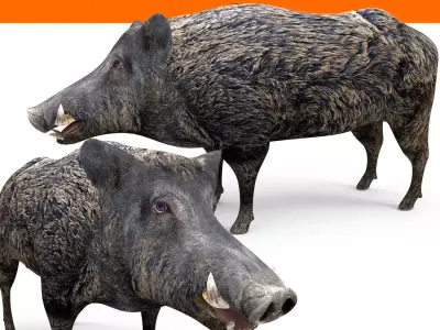 3D Wild Boar Rigged and Animated  Low-poly 3D model