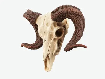 Bighorn Ram Skull PBR Low-poly 3D model