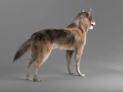 Wild Wolf 3D model