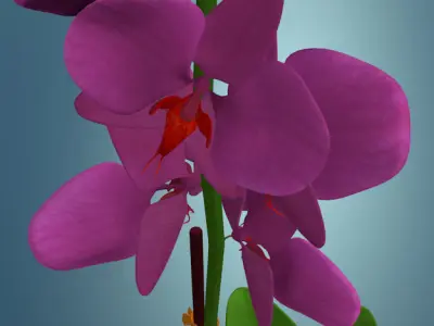 Orchid plant low poly Low-poly 3D model