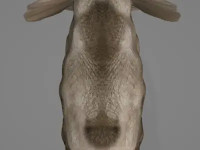 Elephant with long tusks 3D model