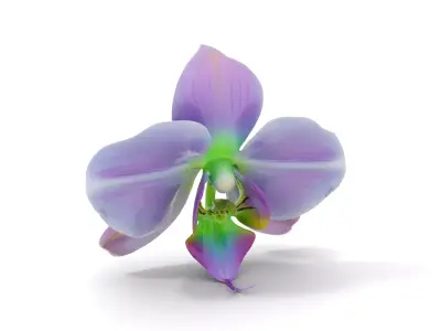 Iridescent Orchid Bloom model pack Low-poly 3D model