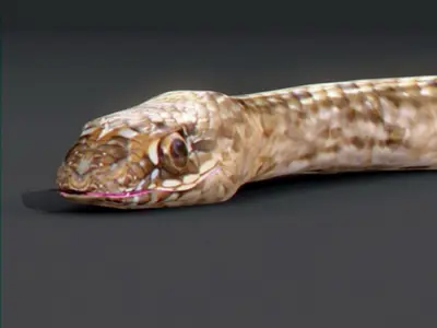 Pack - Snakes 3D model