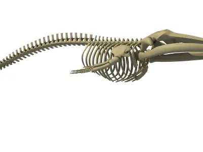 Finback Herring Whale Skeleton 3D model