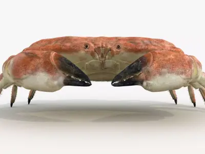 Crab Edible Brown Rigged Animated 8K PBR Textures Low-poly 3D model