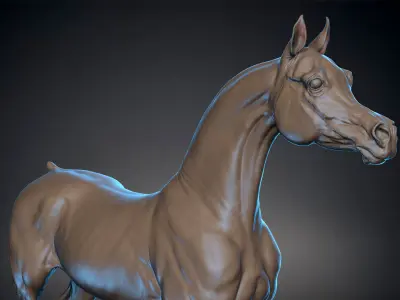 Horse Arabian  -  TPose 3D model