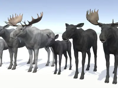 MOOSE FAMILY Low-poly 3D model