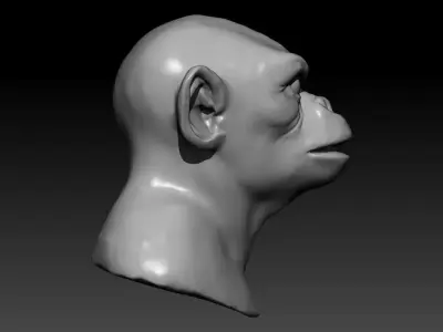 Monkey head 3d  model 3D model