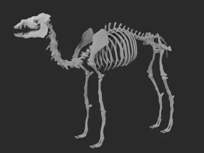 Skeleton of camel 3D model