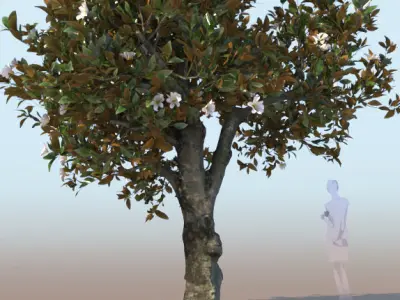 ficus tree nitida flowering 3D model