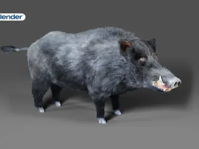 Fur Black Wild Boar Rigged V08 in Blender  Low-poly 3D model