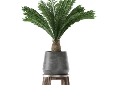 Decorative Cycas palm in a black flowerpot 650 3D model