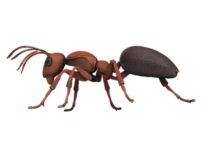 Ant Ant Low-poly 3D model