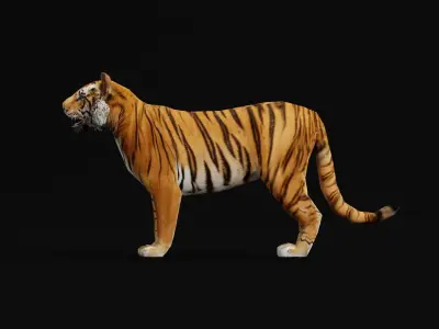 Young South China Tiger Low-poly 3D model