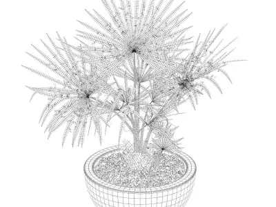 Washingtonia filifera palm 3D model