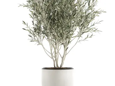Decorative olive tree  in flowerpots 646 3D model