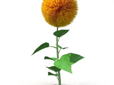 Sunflower 3D model