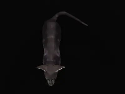 Peterbald Oriental Cat Low-poly 3D model