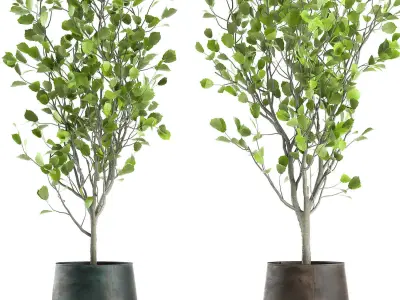 Decorative tree in a flowerpot for the interior 957 3D model