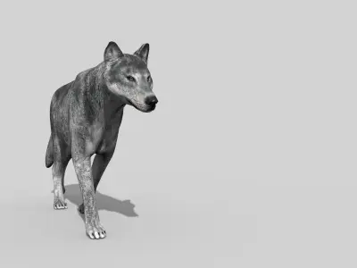 Wolfgang - 3d animated wolf model Low-poly 3D model