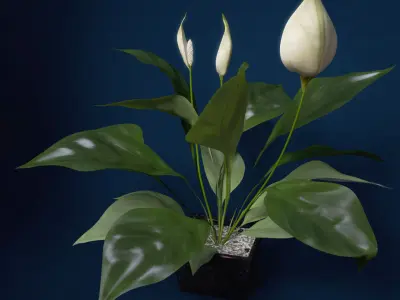 XfrogPlants Peace Lily 3D model