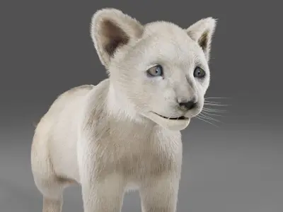 Fur White Lion Cub No Rigged Low-poly 3D model
