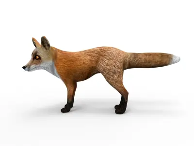 3D Fox rigged Model Low-poly 3D model