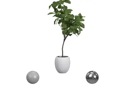 Ficus White Pot 3D model
