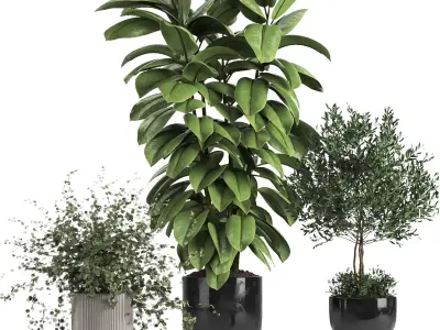 Indoor Collection plant 018 3D model