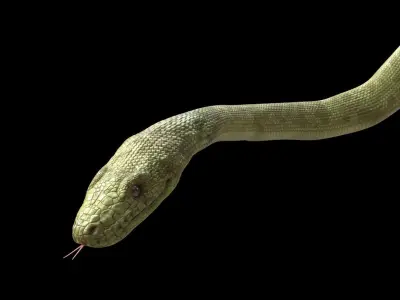 Green Boa Low-poly 3D model