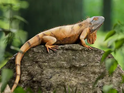 Realistic Iguana Game ready 3D model on rock in forest Low-poly 3D model