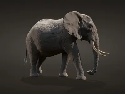 African elephant  Low-poly 3D model