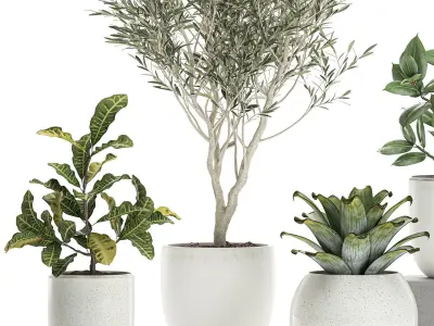Plants in a white pot for the interior 673 3D model